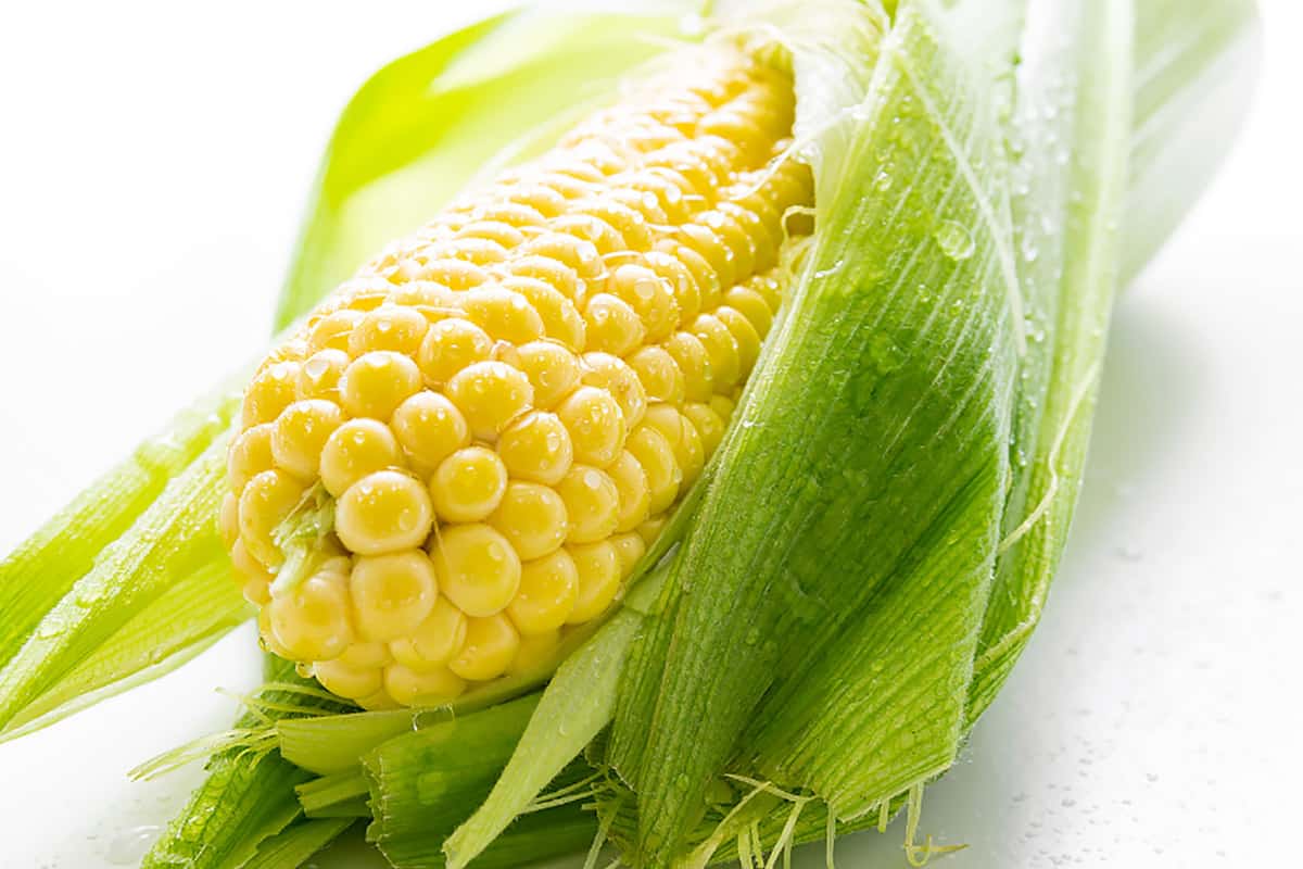 Closeup of single corn with water droplets.