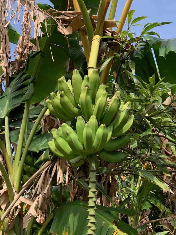 Backyard Bananas