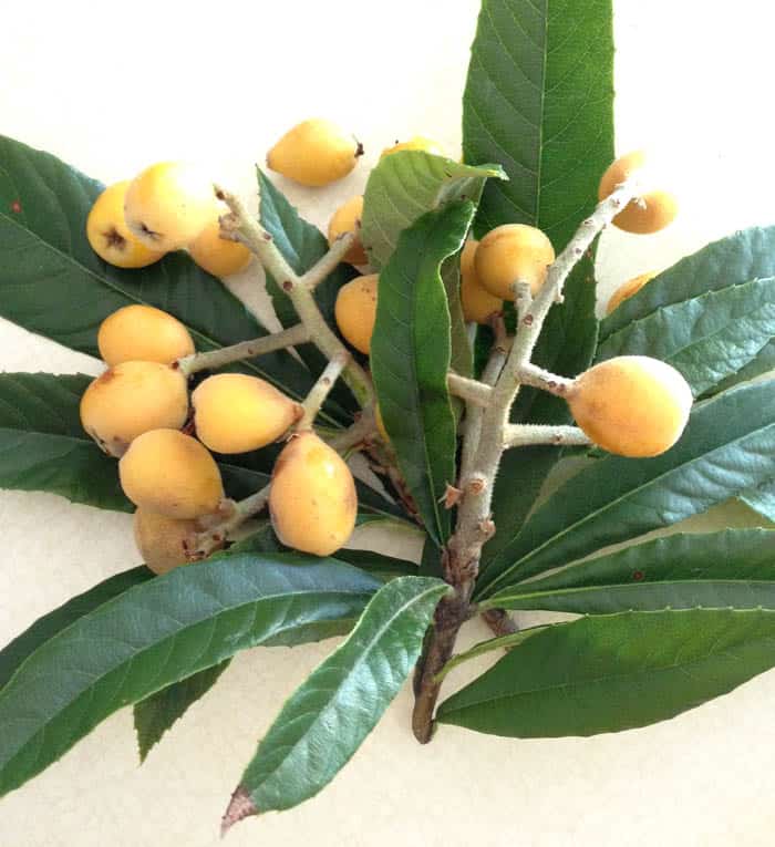 Loquats | 2 Cookin Mamas