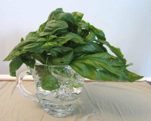 Basil Leaves