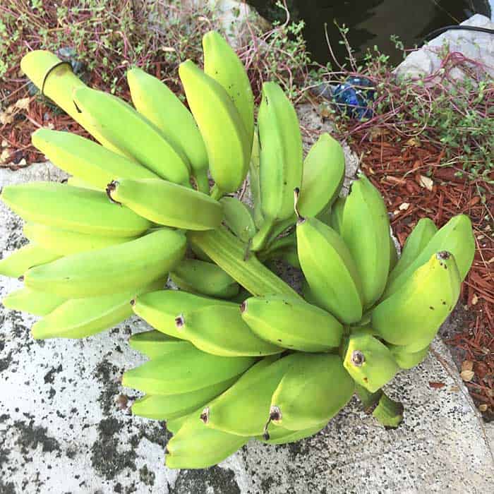 bunch of bananas cut down from my tree