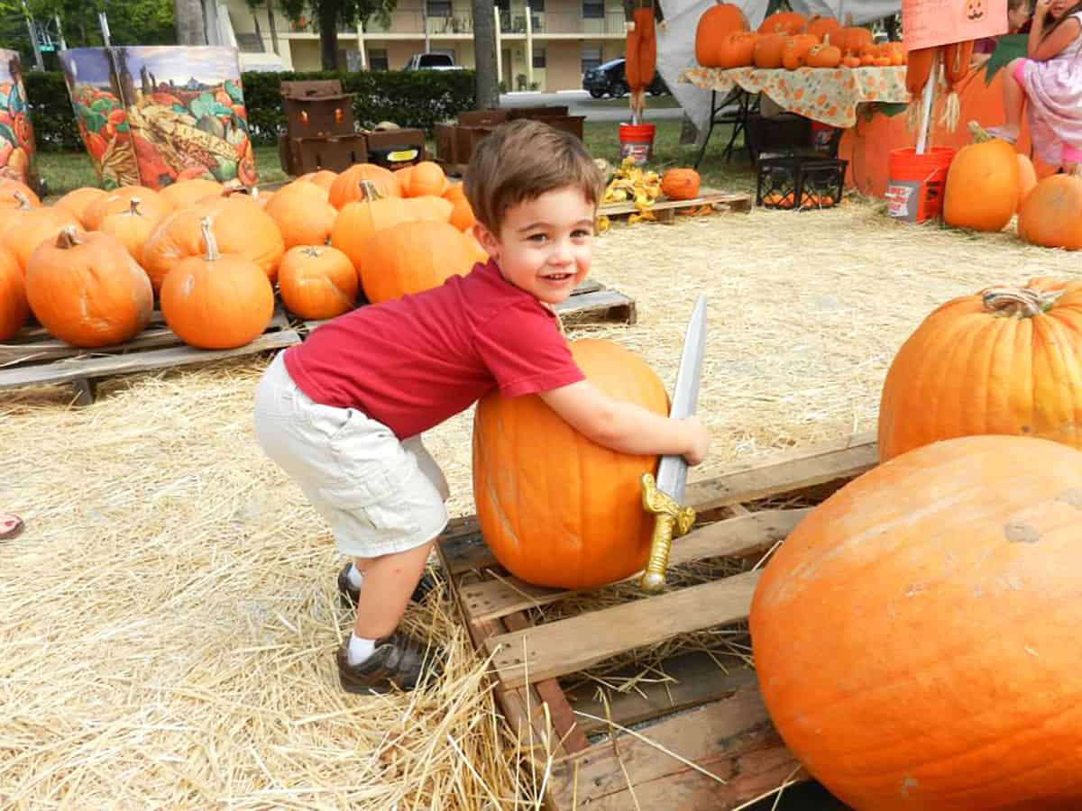 Showing small boy in pumpkin patch choosing pumpkin.